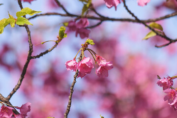  cherry blossom tree in springtime with bokeh and sunny lights