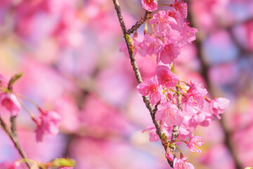  cherry blossom tree in springtime with bokeh and sunny lights