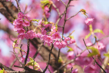Blossoming cherry tree with pink flowers