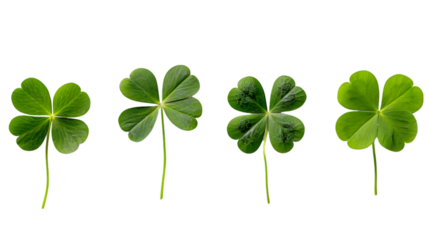 three-leaf and four-leaf clover in a row isolated on transparent background