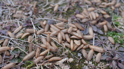 동애등에 Black soldier fly larva 애벌레 유충 