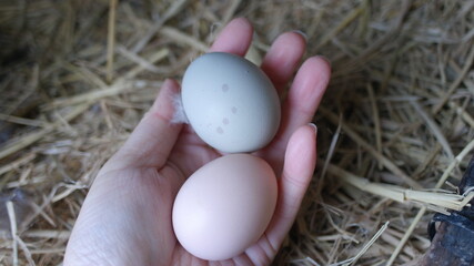 달걀 계란 유정란 수확 닭기르기 