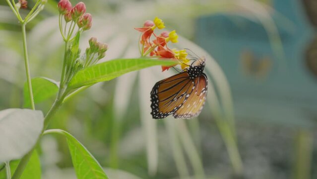 Mariposa Monarca parada en una flor amarilla con rosa en un close up