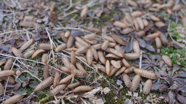 동애등에 Black soldier fly larva 애벌레 유충 