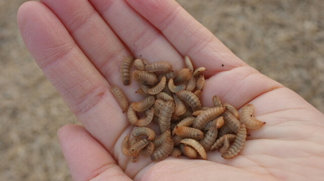 동애등에 Black soldier fly larva 애벌레 유충 