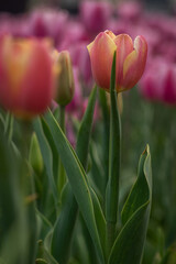 Pair of orange tulips