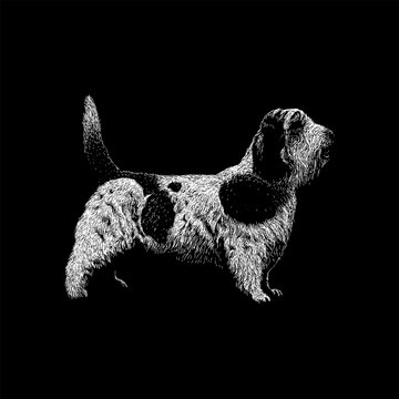 Petit Basset Griffon Vendéen dog hand drawing vector isolated on black background.