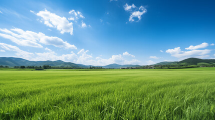 Fototapeta na wymiar green field and blue sky. field and clouds