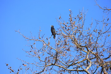 bird on a tree