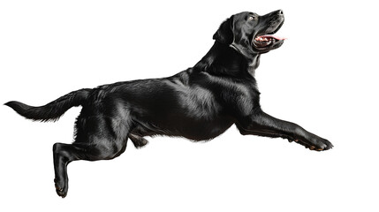Healthy Labrador dog jumping, isolated on transparent background