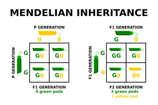 Mendelian inheritance. Punnett square. Genetic cross with known genotypes. Basic principles of genetics. Mendel peas experiment. Probability of inheriting particular traits. Vector illustration. 