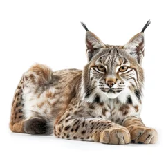 Gordijnen lynx isolated  © KirKam