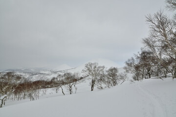 Hokkaido Japan winter Landscape Forest trees ski touring sport