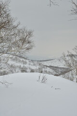 Fototapeta na wymiar Hokkaido Japan winter Landscape Forest trees ski touring sport