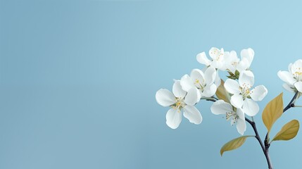 apple flowers on a blue background