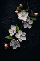 apple flowers on black background