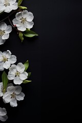 apple flowers on black background