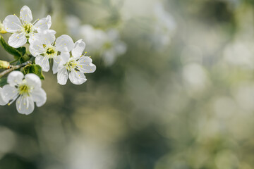 White apple flowers on nature blur bokeh background with copy space, springtime scenery with blooming branch tree close up, earth tones, minimal style flowery backdrop banner with natural light