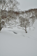 Hokkaido Japan winter Landscape Forest trees ski touring sport