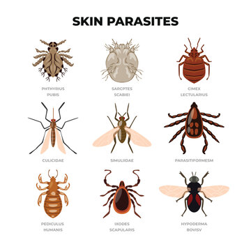 Set of human skin parasites, Lice and bug insect collection, insects disease parasitic bug macro animal bite dangerous infection medicine pest, Scabies mites, Lyme and ticks vector illustration.