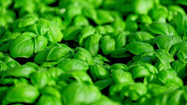 Healthy fresh leaves of lush green basil plants. Slow tilt-up shallow focus