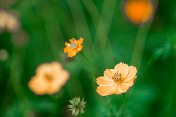 The garden has many types of Sulfur cosmos.Cosmos sulphureus is also known as sulfur cosmos and...
