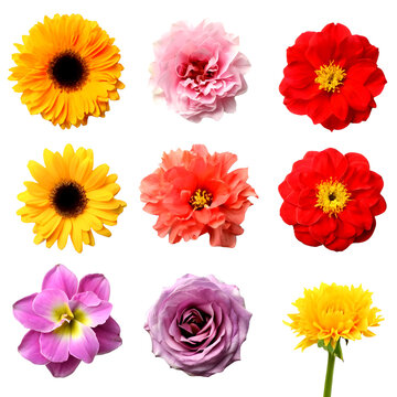 Set of different beautiful flowers on transparent background.