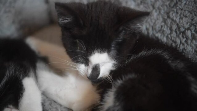 Little kitten trying to keep her eyes open as she falls asleep