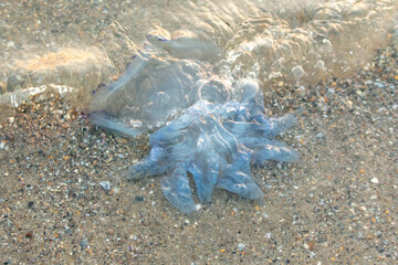 Jellyfish on the seashore at sunset