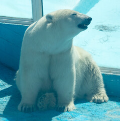 Portrait of a polar bear in the zoo