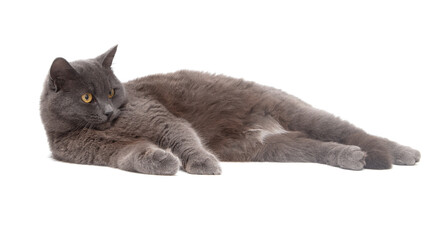 Fototapeta premium Gray cat lies on a white background