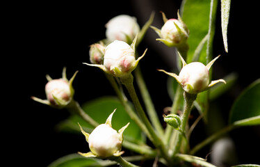 Pear flowers isolated on black background. Close-up