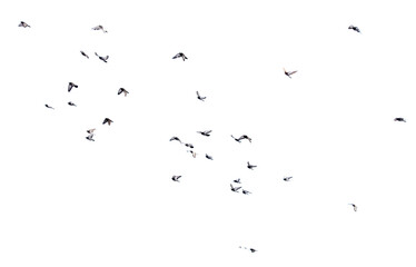 Pigeons in flight isolated on a white background