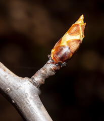 Swollen pear bud in spring. Macro