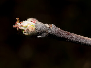 Swollen buds of an apple tree on a branch in spring. Macro