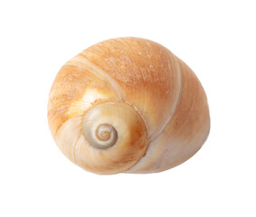 Sea shell isolated on white background. Close-up
