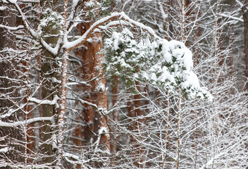 Pine trees in the forest in the snow in winter