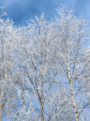 Birch branches in white snow against the blue sky