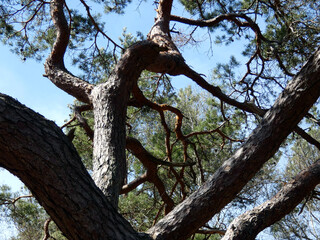 Coniferous forest in Graal-Müritz (Germany)