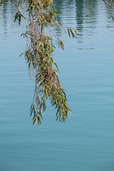 Eucalyptus tree branches and leaves hanging over the lake.