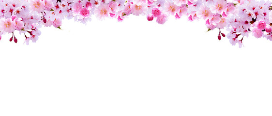 【PNG切り抜き】春の満開の桜　美しいピンクの花びらのフレーム素材