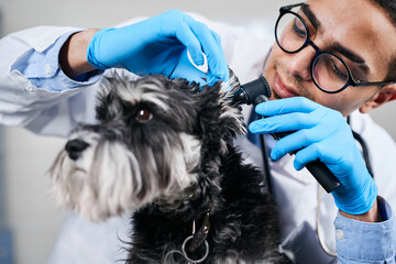 Veterinarian checking up dog's ears with otoscope, close up - obrazy, fototapety, plakaty