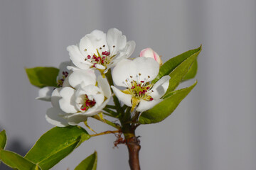 Flowering pear tree.