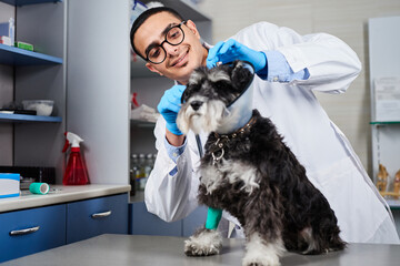 Veterinarian putting on plastic collar on a dog and fixing paw with bandage
