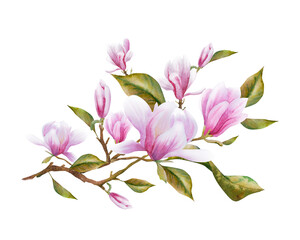 Watercolor illustration with blooming pink magnolia flowers and branches. Spring or summer flowers for invitation, wedding or greeting cards