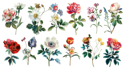 A collection of flowers. Sketches of blossoms with stalks and leaves. transparent, isolated set of different florets. A bush of wild roses. A spring yellow bloom twig. Watercolor painting. PNG File