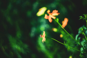  Cosmos sulphureus is also known as sulfur cosmos and yellow cosmos. Beautiful flower with orange color,close up of summer sulfur Cosmos flower, yellow Cosmos flower.Cosmos sulphureus