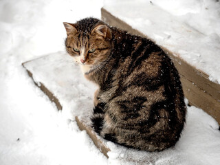 A beautiful spotted cat is sitting in the snow - 752015991