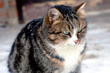 portrait of a cat sitting on the porch near the door in winter - 752016337