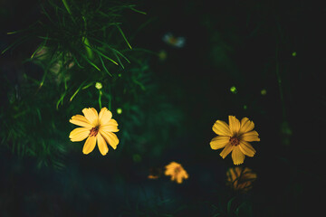  Cosmos sulphureus is also known as sulfur cosmos and yellow cosmos. Beautiful flower with orange...